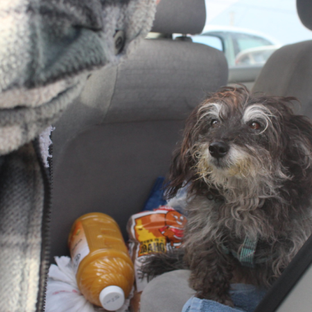 Un perro se sienta en un coche junto a objetos de comida, incluida una botella de zumo.