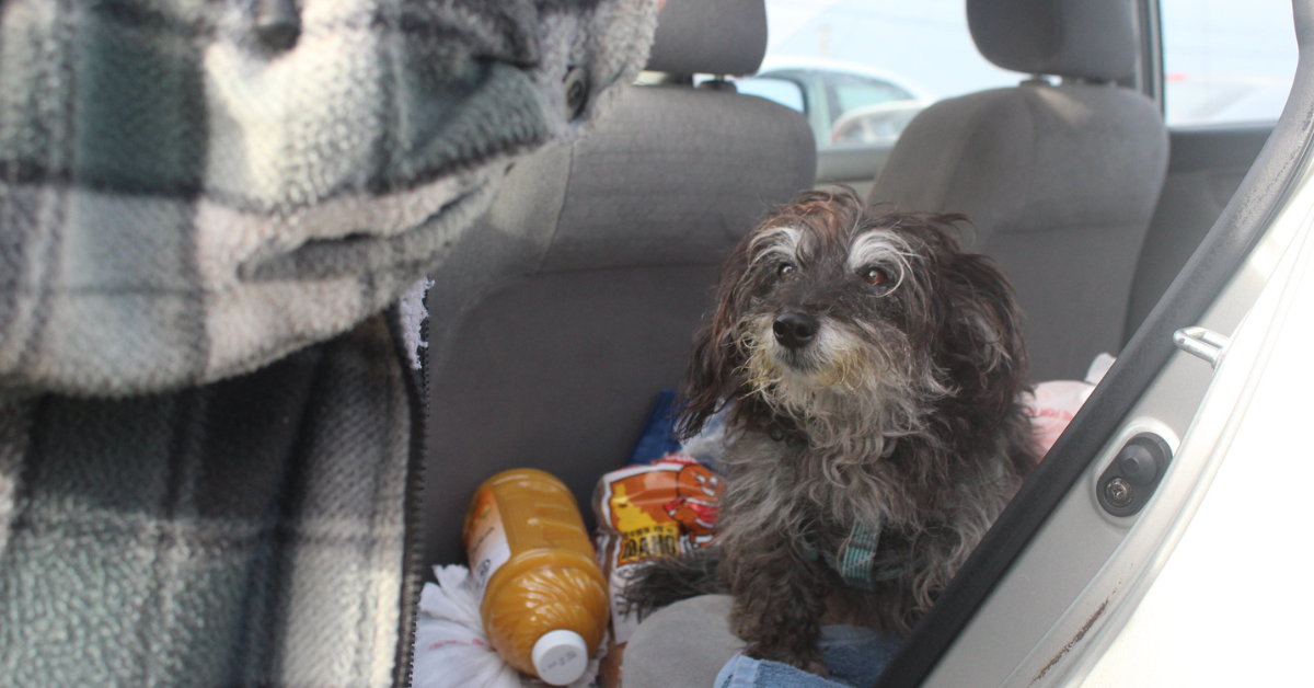 Un perro se sienta en un coche junto a objetos de comida, incluida una botella de zumo.
