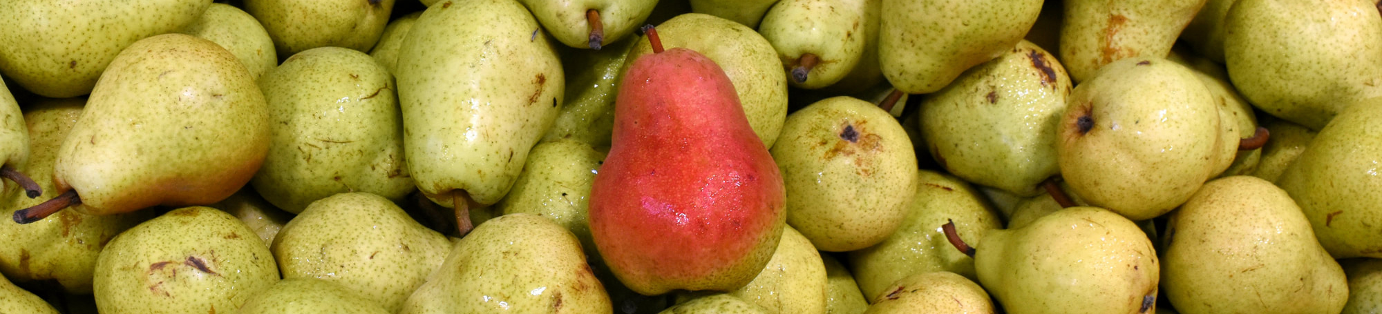 Un montón de peras, entre las que destaca una pera roja entre las verdes.