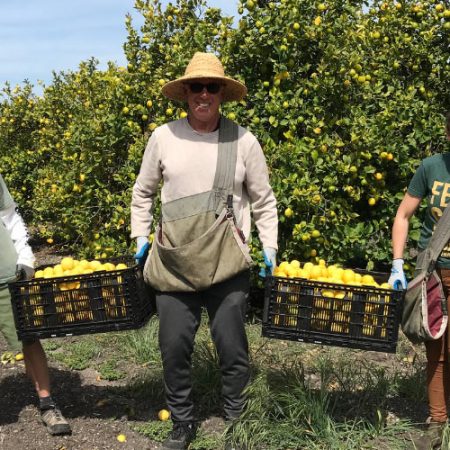 Three people in a lemon grove, holding crates of lemons, engaged in harvesting.