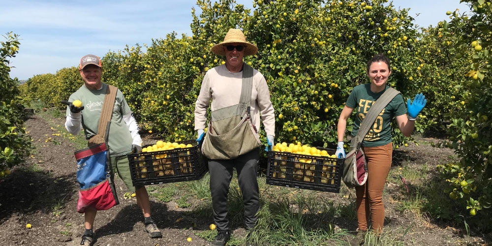 Three people in a lemon grove, holding crates of lemons, engaged in harvesting.