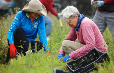 Voluntarios espigando productos frescos de un campo para apoyar los esfuerzos de rescate de alimentos con el Banco de Alimentos de SLO.