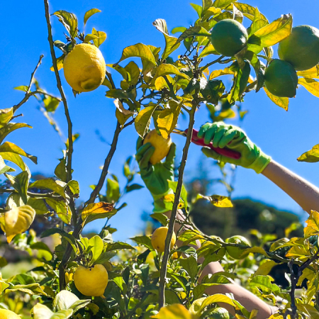 Person harvesting lemons from a tree under a clear blue sky; benefits of eating seasonal produce.