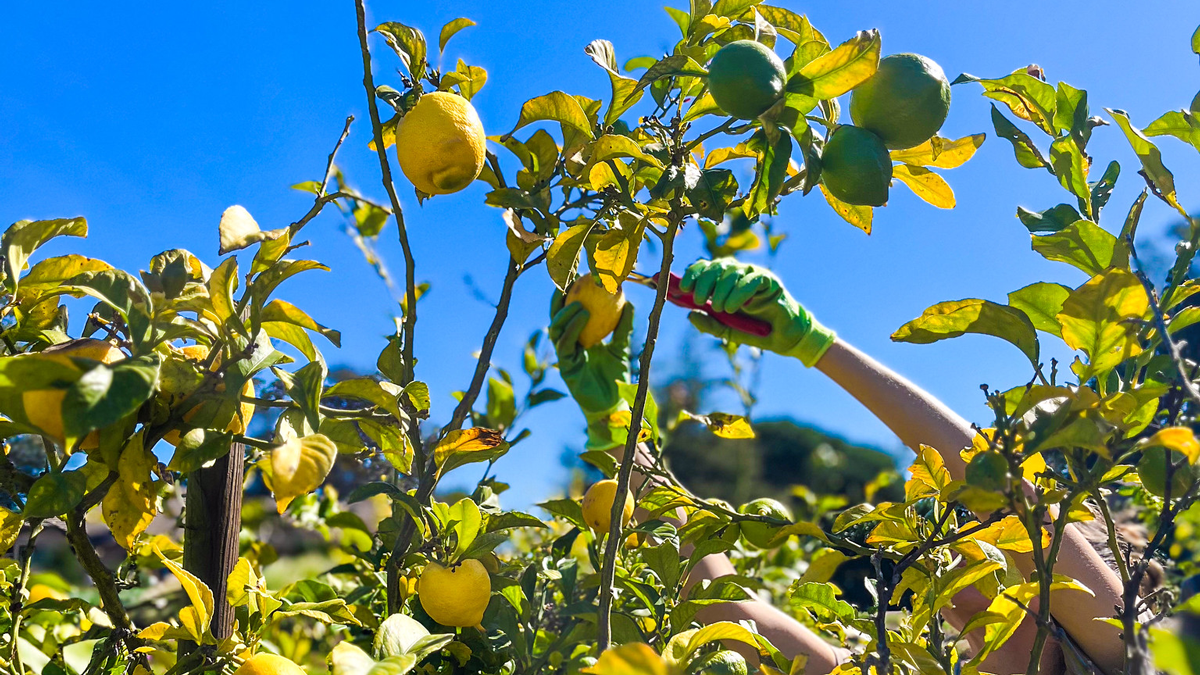 Person harvesting lemons from a tree under a clear blue sky; benefits of eating seasonal produce.