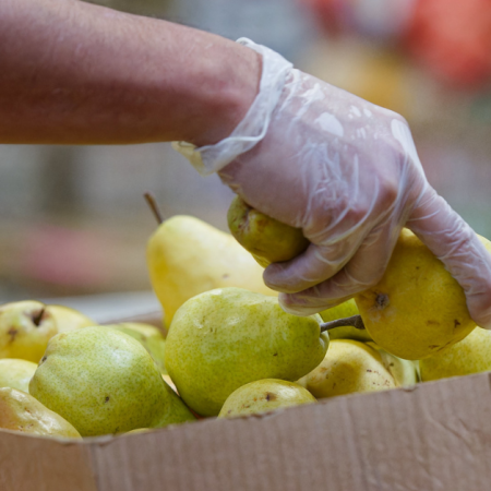 A hand wearing a glove is selecting pears from a box.