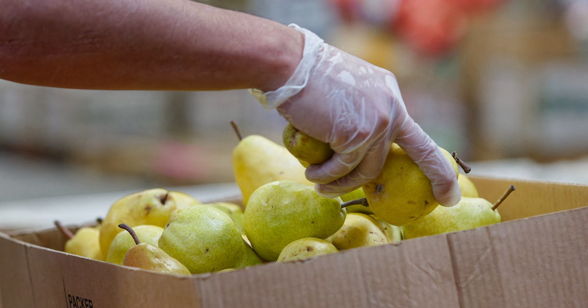 A hand wearing a glove is selecting pears from a box.