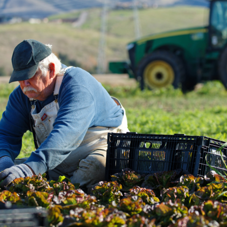 A farmer harvesting lettuce in a field, with a tractor in the background; part of the local food system.